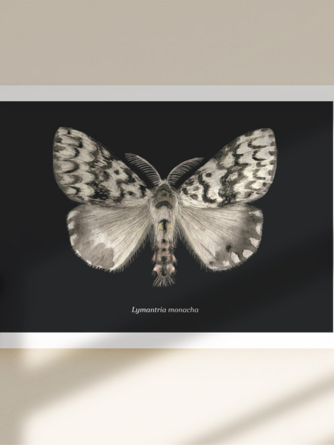 kristyna-klaban-gregorova_poster_moth_illustration