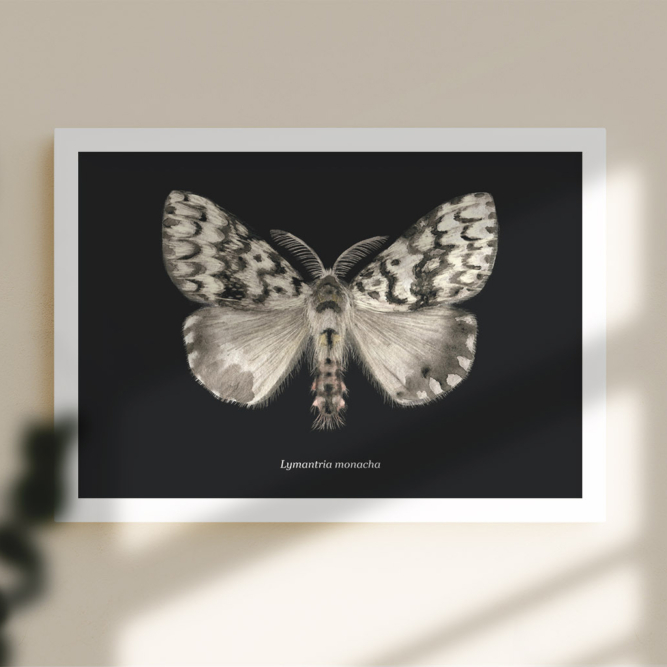 kristyna-klaban-gregorova_poster_moth_illustration