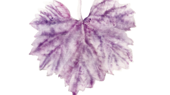 Author's book illustrated viticulture for beginners, Kristýna Klaban Gregorova