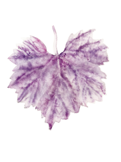 Author's book illustrated viticulture for beginners, Kristýna Klaban Gregorova